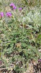 Astragalus suprapilosus