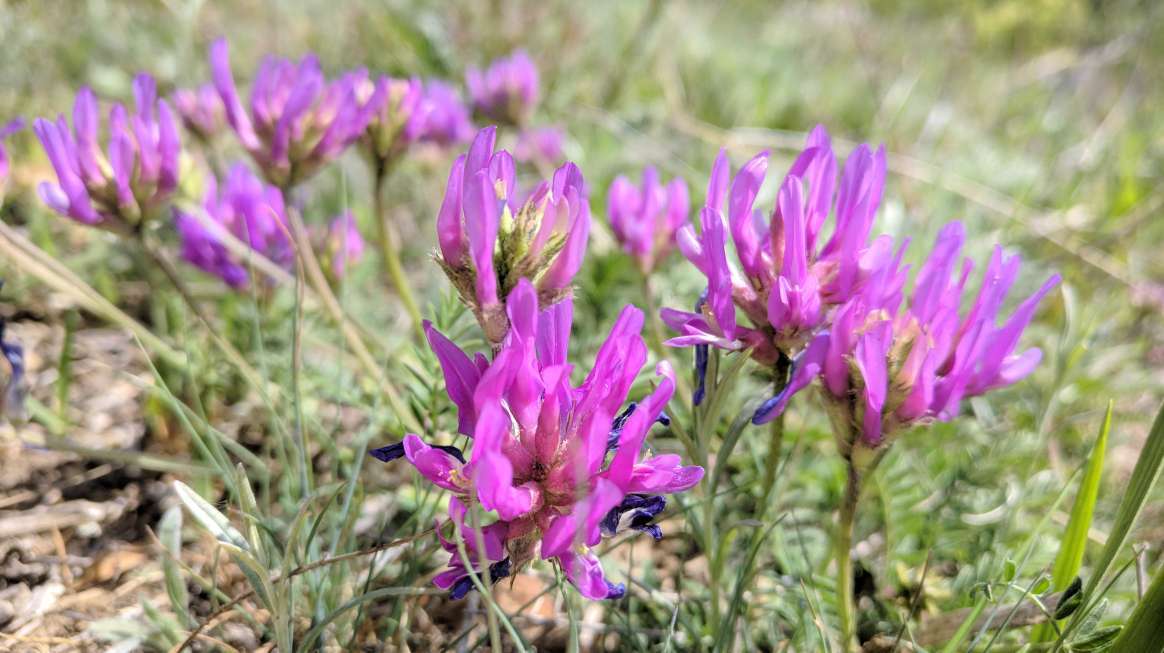 Astragalus suprapilosus