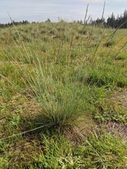 Festuca roemeri