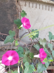 Ipomoea purpurea