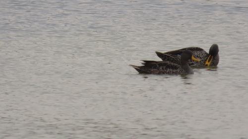 iNaturalist image