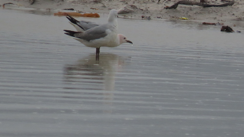 iNaturalist image