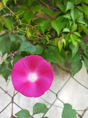 Ipomoea purpurea