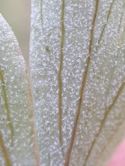 Peronospora corydalis