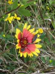 Acmaeodera ornatoides