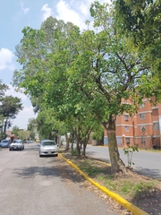 Erythrina americana