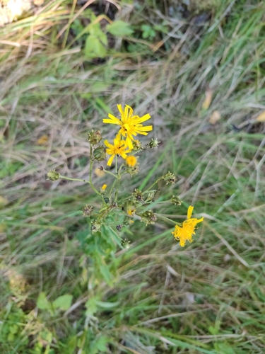 Canada hawkweed