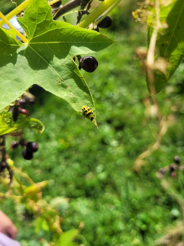 Spotted Cucumber Beetle