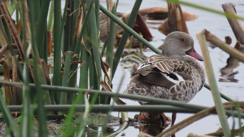 iNaturalist image