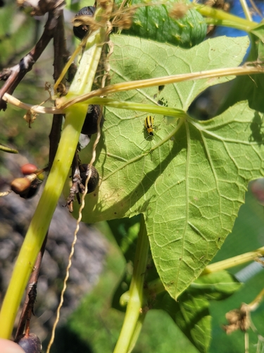 Striped Cucumber Beetle