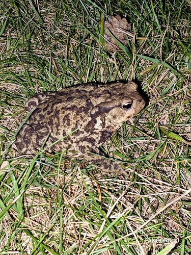 European Toad