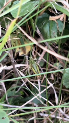 Common Green Grasshopper