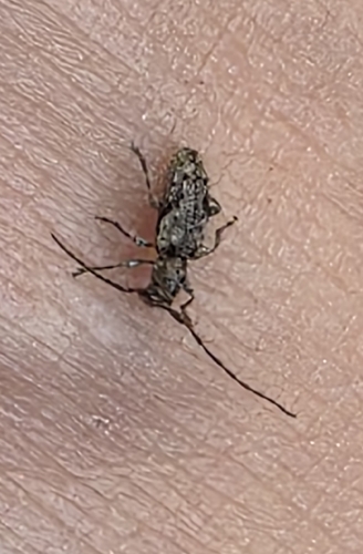 Pogonocherus decoratus