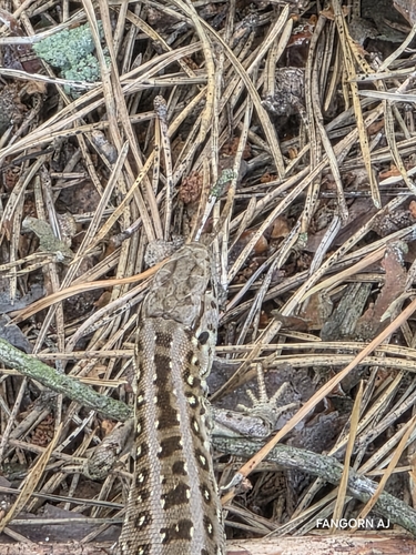 Sand Lizard
