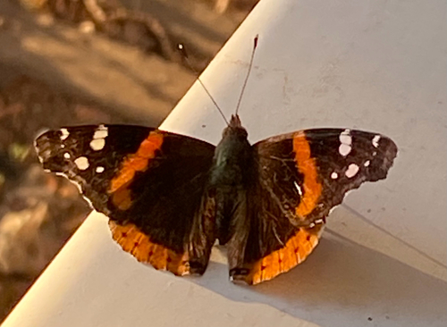 Red Admiral
