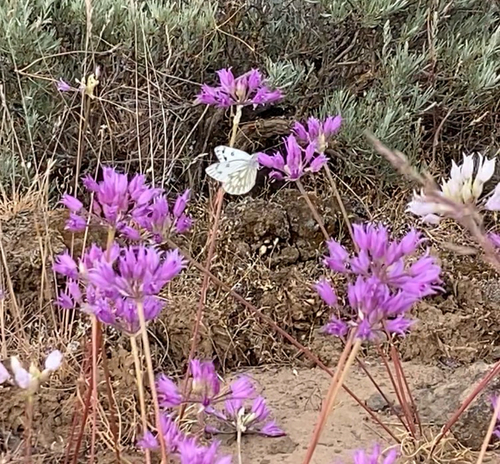 Western White