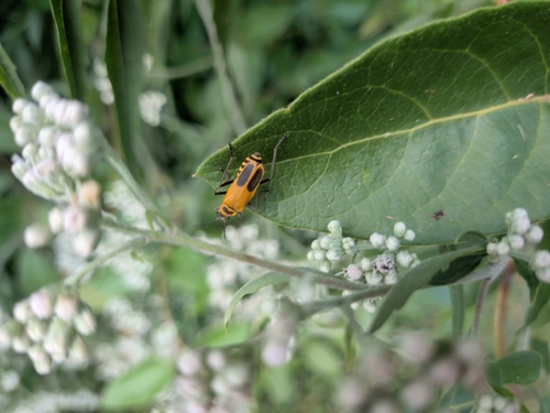 Goldenrod Soldier Beetle