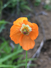 Papaver californicum