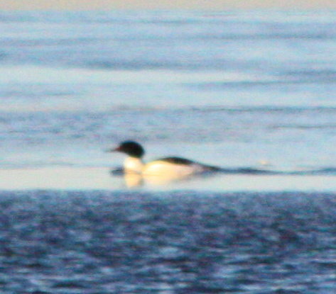 Mergus merganser