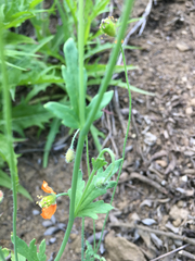 Papaver californicum