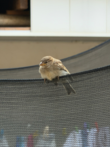 House Sparrow