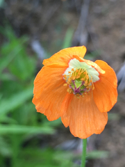 Papaver californicum