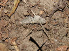 Eupithecia abbreviata