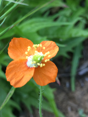 Papaver californicum