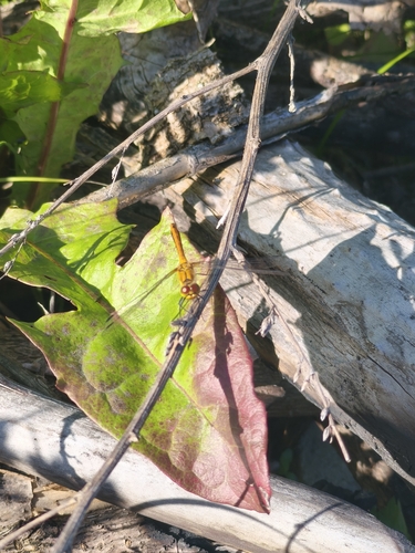 Ruddy Darter
