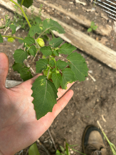 Physalis grisea, photograph 2