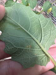author not stated, no rights reserved Physalis grisea, photograph author not stated, no rights reserved