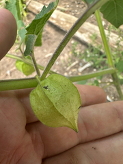 author not stated, no rights reserved Physalis grisea, photograph author not stated, no rights reserved