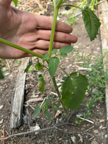 Physalis grisea, photograph 6