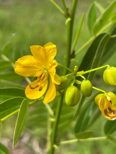 Senna ligustrina, photograph 2