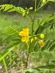 Senna ligustrina
