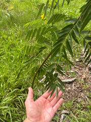 Senna ligustrina, photograph author not stated, no rights reserved