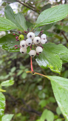 red osier dogwood