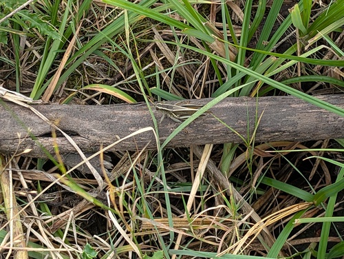Two-striped Grasshopper
