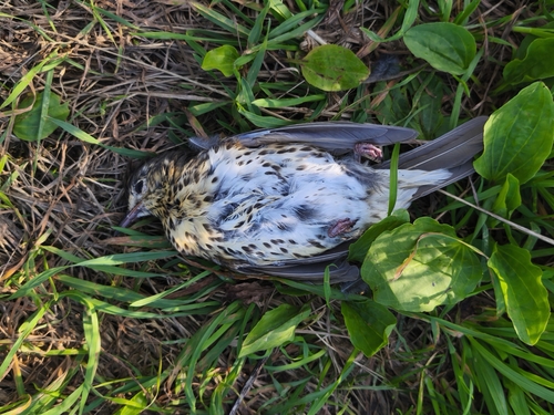 Song Thrush