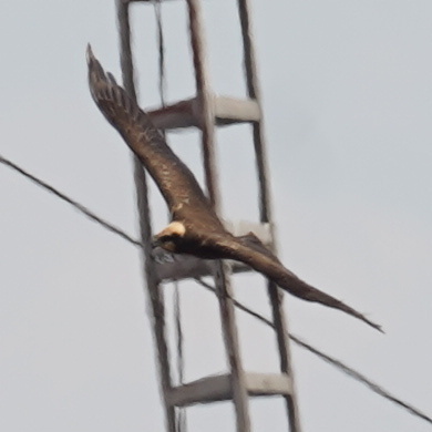 Western Marsh Harrier