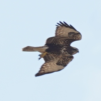 Common Buzzard