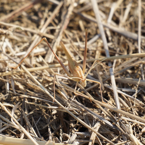 Lily Bush-cricket
