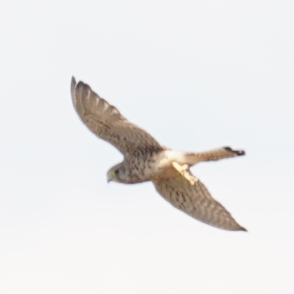 Eurasian Kestrel