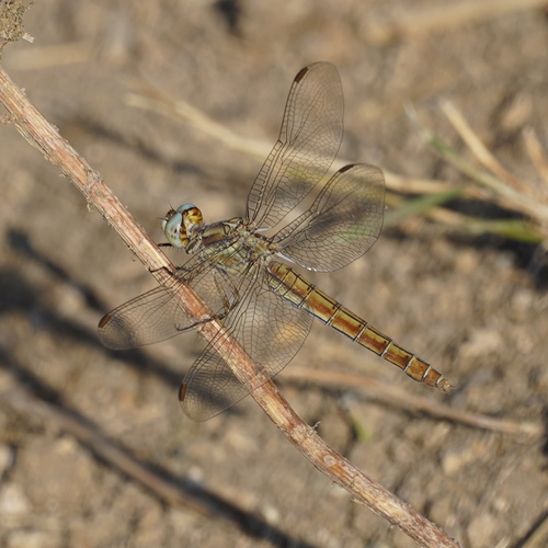 Southern Skimmer