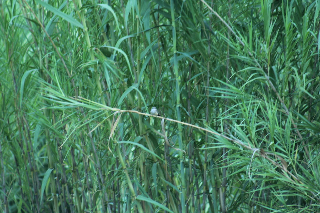 Mexican Reeds common reed from Comondú, B.C.S., México on August 17, 2019 at 07:14 PM ...
