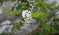 Robinia pseudoacacia