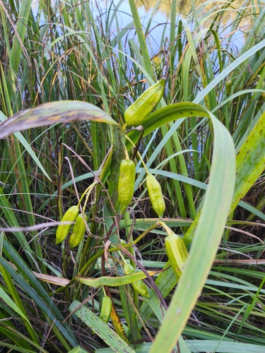 Yellow Iris