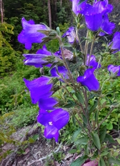 Campanula medium