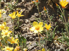 Mentzelia lindleyi