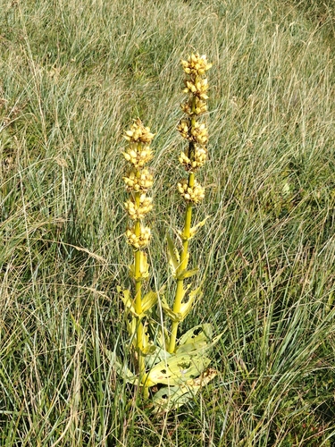 Gentiana lutea symphyandra